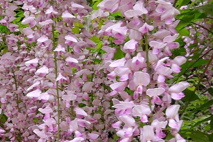 Glicynia kwiecista Honbeni Wisteria floribunda C2
