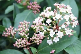 Kalina wawrzynowata Eve Price Viburnum tinus C2