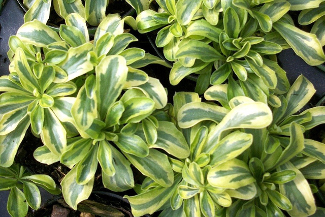 Gęsiówka macedońska Old Gold Arabis ferdinandi-coburgii P9