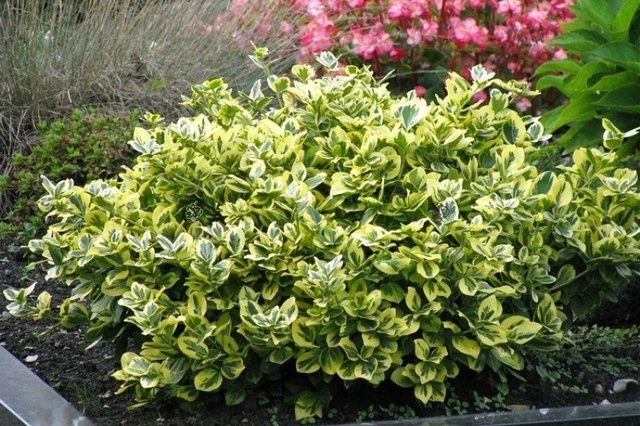 Trzmielina Fortune'a Emerald Gold Euonymus fortunei P9
