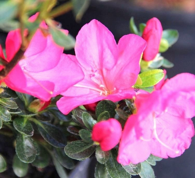 Azalia japońska Anouk Rhododendron obtusum C2