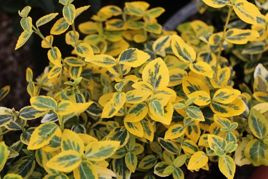 Trzmielina Fortune'a Sunshine Euonymus fortunei C2