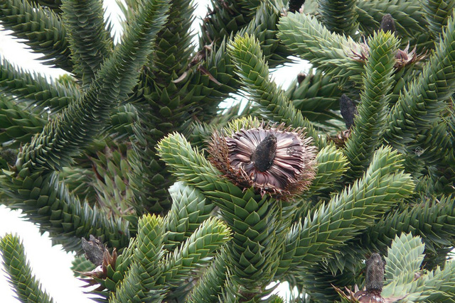 Araukaria chilijska C2