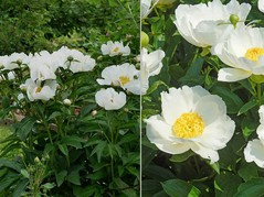 Piwonia Jan van Leeuwen Paeonia C2