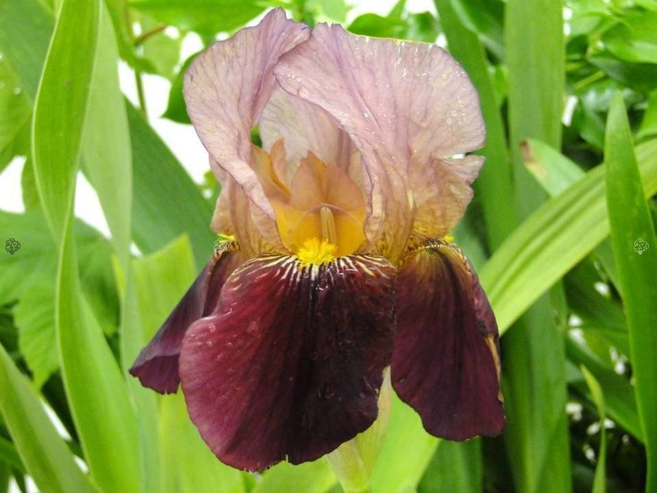 Kosaciec Indian Chief Iris germanica C2