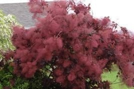 Perukowiec podolski Royal Purple Cotinus coggygria C2