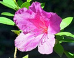 Azalia japońska Peppina PBR Rhododendron obtusum C2