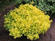 Berberys Thunberga Tiny Gold PBR Berberis thunbergii C2