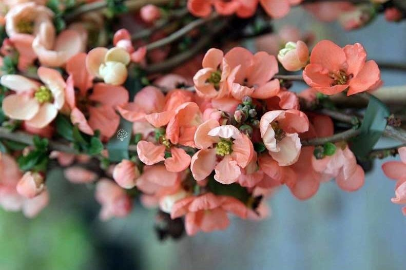 Pigwowiec pośredni Salmon horizon Chaenomeles superba C3