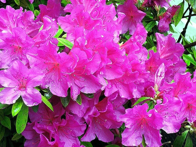 Azalia japońska Orlice Rhododendron obtusum C2