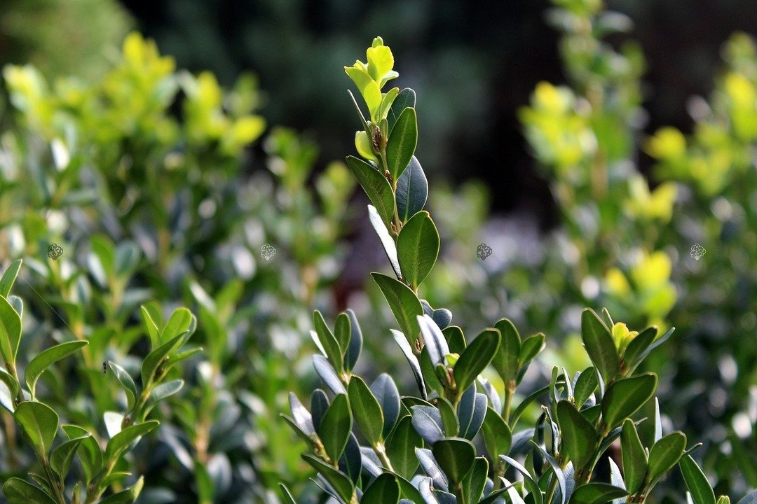 Bukszpan wieczniezielony kula Buxus sempervirens C7,5