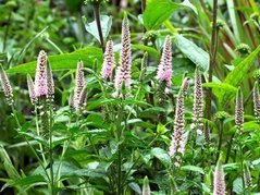 Przetacznik długolistny First Choice PBR Veronica longifolia P13
