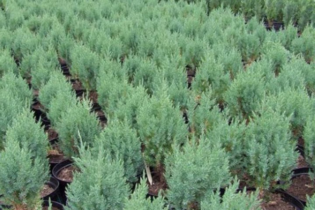 Jałowiec chiński Stricta Juniperus chinensis