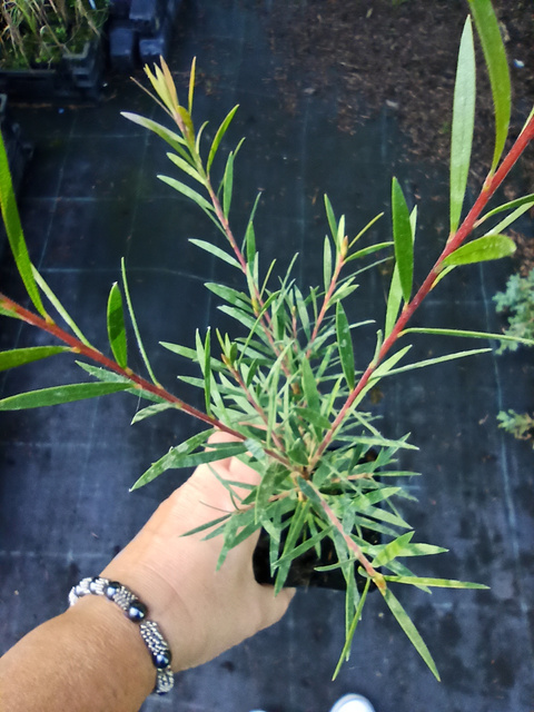 Kuflik Mauve Mist Callistemon P9