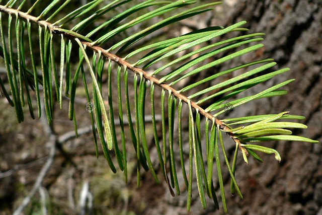 Jodła jednobarwna kalifornijska Abies concolor C5