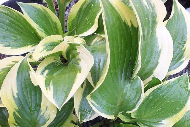 Funkia Queen Josephine Hosta C2