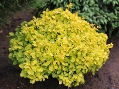 Berberys Thunberga Tiny Gold PBR Berberis thunbergii C3