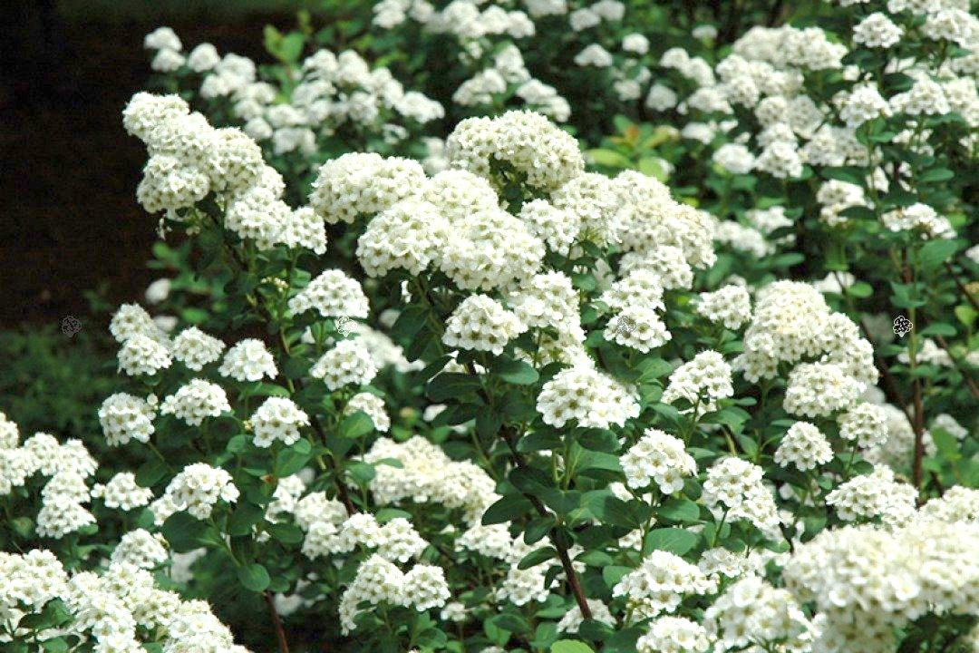 Tawuła brzozolistna Tor Spiraea betulifolia P9