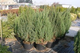 Jałowiec chiński Stricta Juniperus chinensis C2