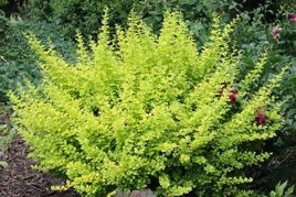 Berberys Thunberga Sunsation Berberis thunbergii C2