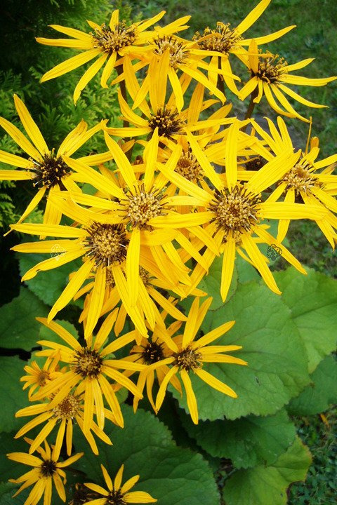 Języczka pomarańczowa Ligularia dentata P9