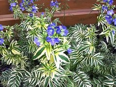 Wielosił błękitny Brise d'Anjou Polemonium caeruleum C1,5