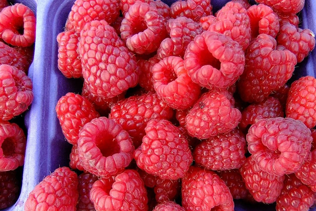 Malina Polka PBR Rubus idaeus
