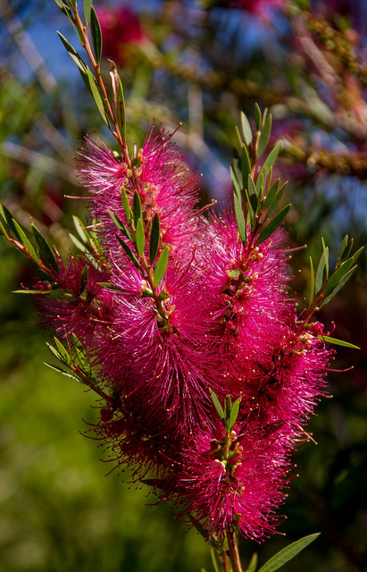 Kuflik Mauve Mist Callistemon P9