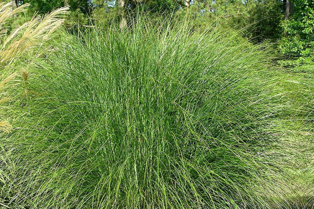 Miskant chiński Gracillimus Miscanthus sinensis P9