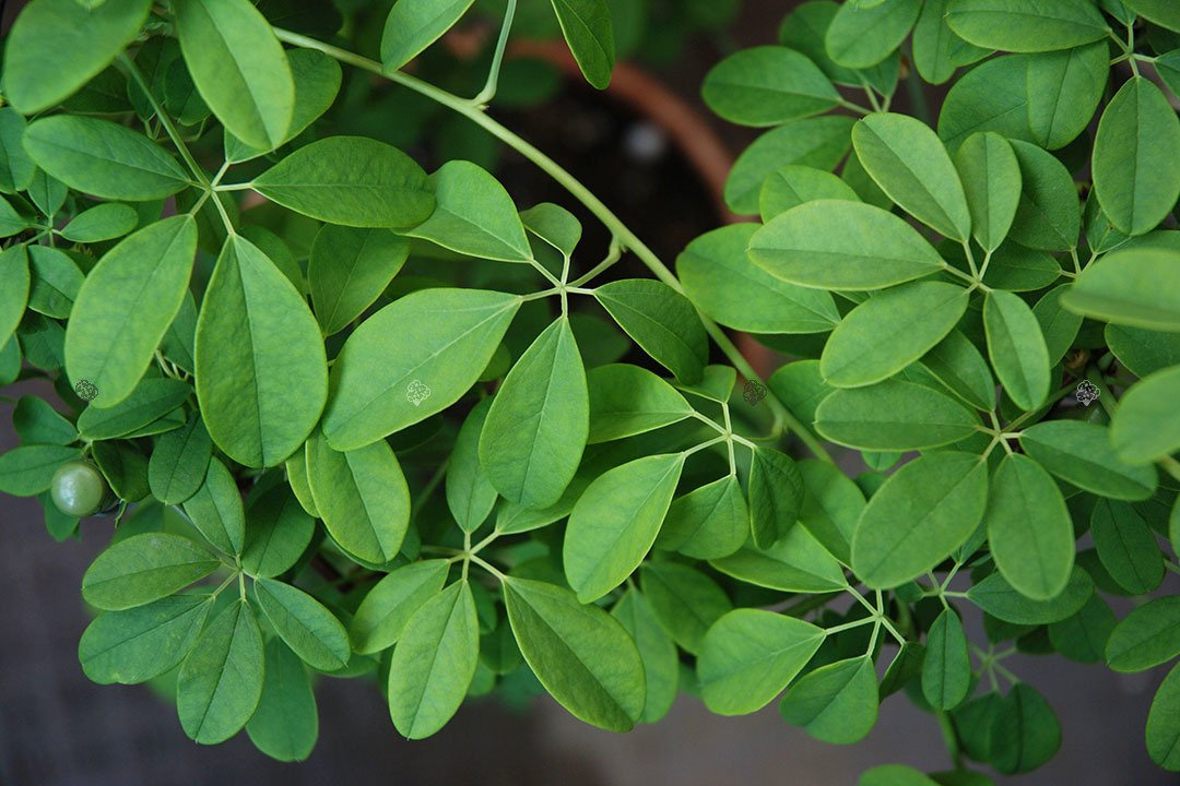 Akebia pięciolistkowa Akebia quinata C2