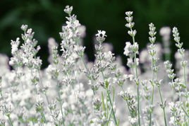 Lawenda wąskolistna Elegance Ice Lavandula angustifolia P9