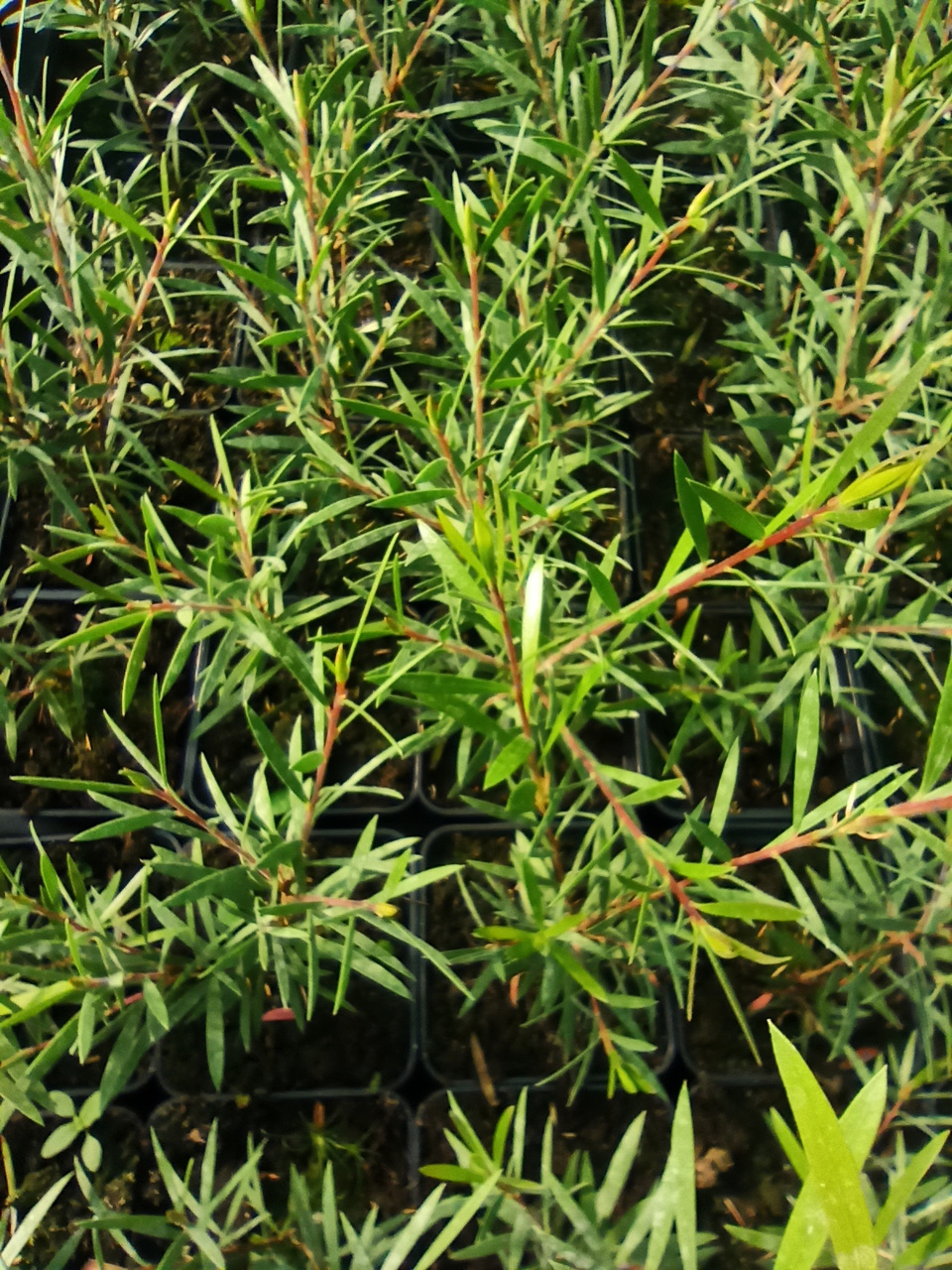 Kuflik Mauve Mist Callistemon P9