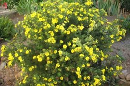 Pięciornik krzewiasty Fredhem Potentilla fruticosa P9