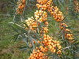 Rokitnik pospolity Hergo Hippophae rhamnoides C3