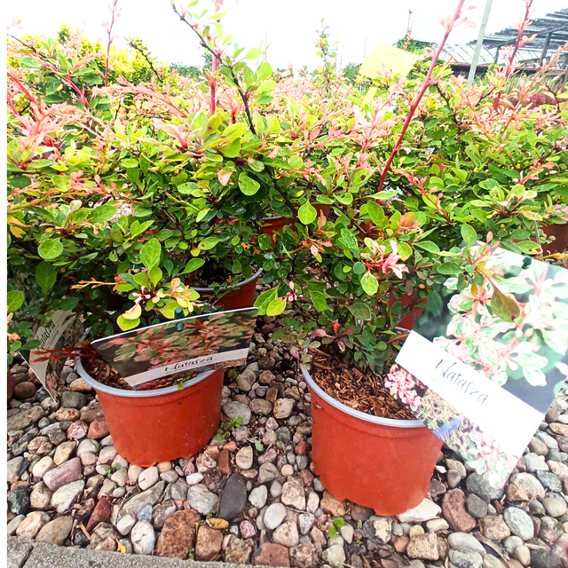 Berberys Thunberga Natasza PBR Berberis thunbergii C2