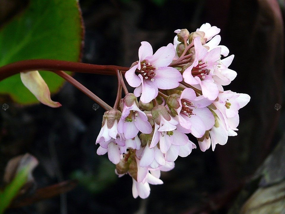 Bergenia Silberlicht Bergenia schmidtii P9