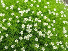 Karmnik ościsty Lime Moss Sagina subulata P9