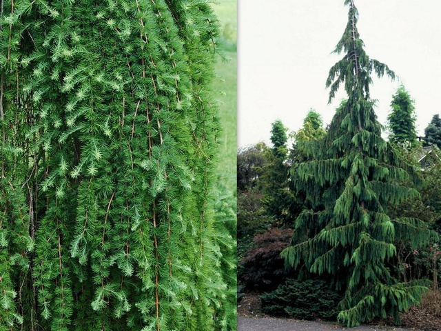 Cyprysik nutkajski Pendula Chamaecyparis nootkatensis C2