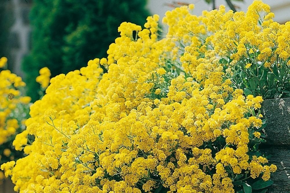 Smagliczka pagórkowa Alyssum montanum