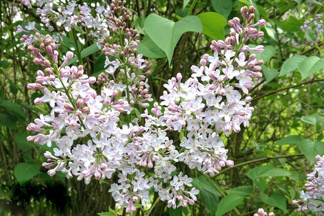 Lilak Josiki Syringa josikaea C3