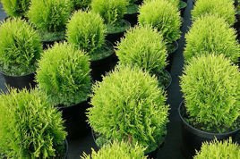 Tuja Danica Thuja occidentalis C5