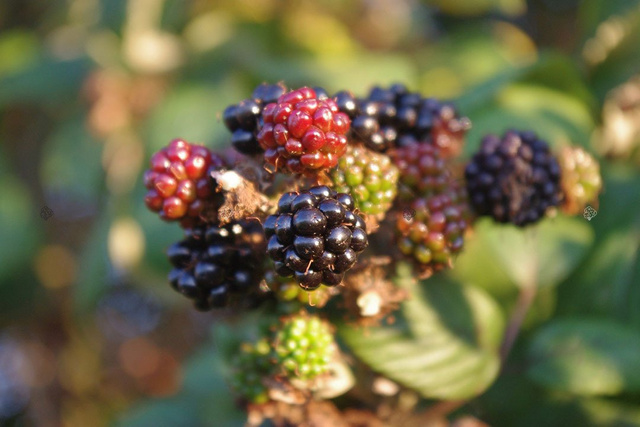 Jeżyna bezkolcowa Gazda Rubus fruticosa C2