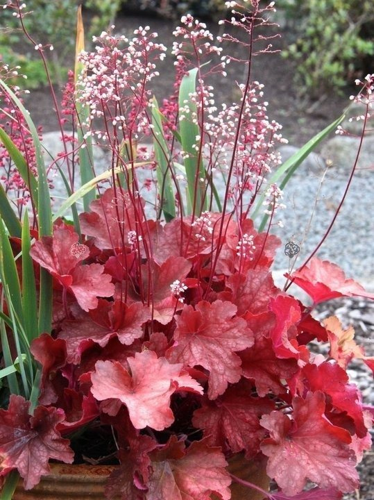 Żurawka Rio Heuchera C2