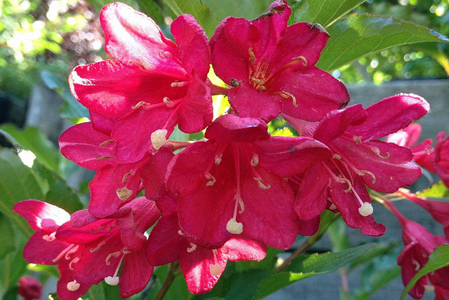 Krzewuszka Evita Weigela P9
