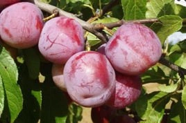 Śliwa Renkloda Althana Prunus domestica