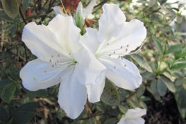 Azalia japońska Panda Rhododendron obtusum C2