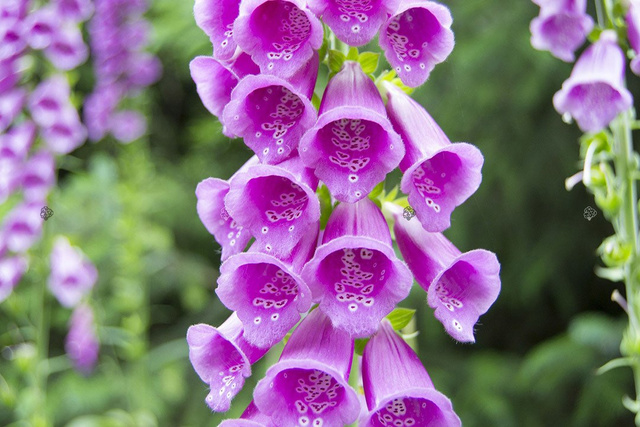Naparstnica Digitalis grandiflora purpurea C2