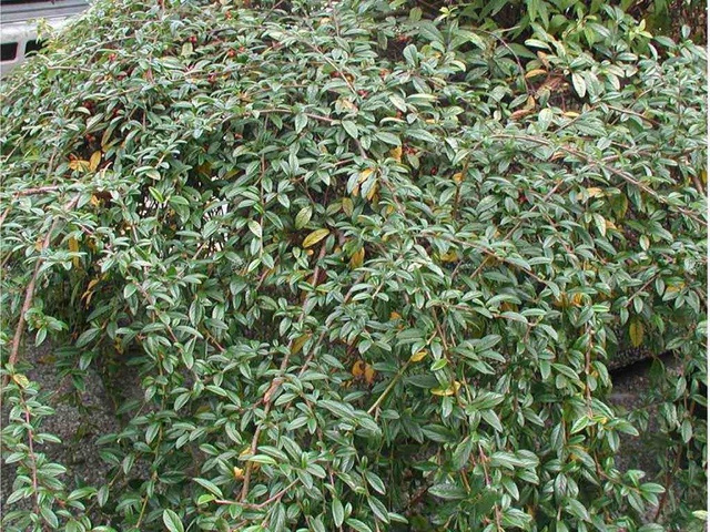 Irga wierzbolistna Repens Cotoneaster salicifolius P9