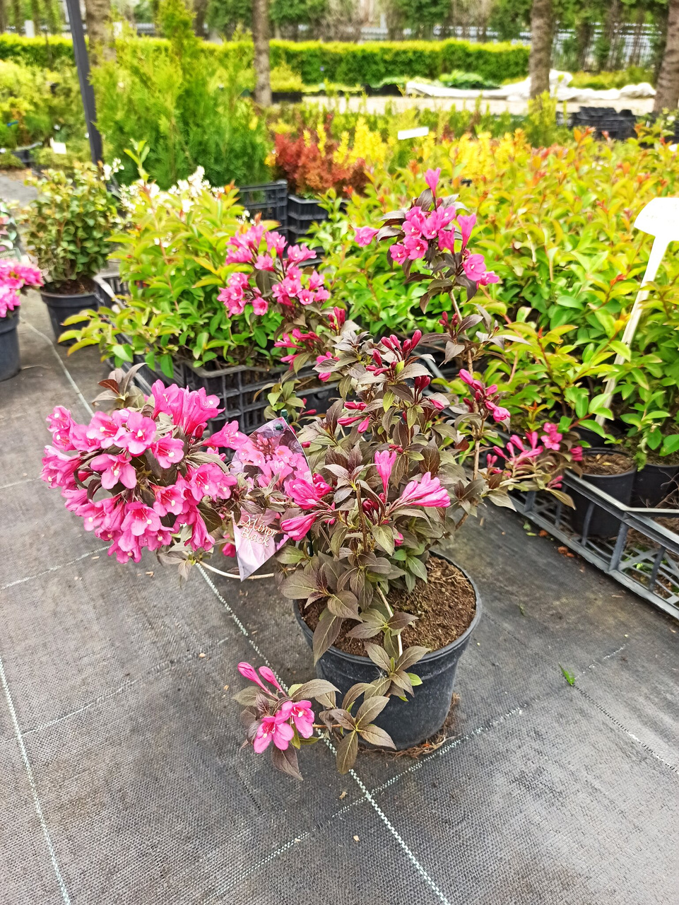 Krzewuszka cudowna Minor Black PBR Weigela florida C5