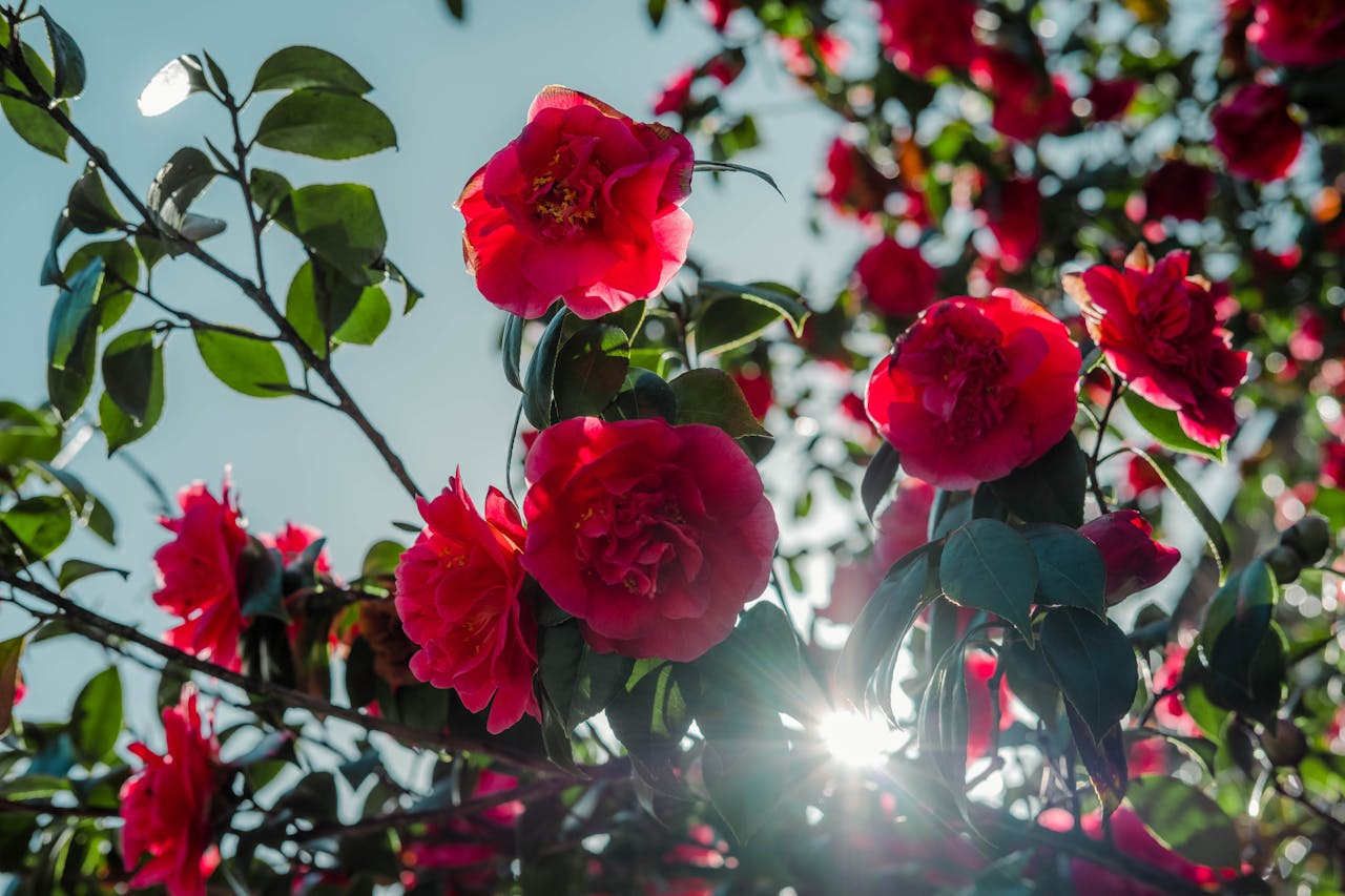 Kamelia japońska Black Lace Camellia japonica P9